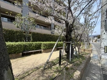 【兵庫県/神戸市東灘区深江南町】コスモ芦屋川シーサイドテラス 敷地内