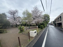 【東京都/練馬区豊玉南】オーベル徳殿公園 徳殿公園（現地より約10m）：２０２６年４月０４時点では桜が満開です！