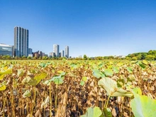 【東京都/台東区池之端】パークタワー上野池之端 不忍池（現地より約50m）