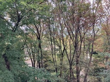 【東京都/文京区本駒込】六義園第六コーポ 眺望