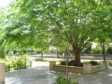 【東京都/江東区東雲】ビー・シティキャナルウィング 敷地内の緑の空間