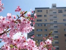 【京都府/京都市中京区下本能寺前町】ローレルコート寺町御池 総戸数48戸のRC造マンション。春には桜を望み、季節の移ろいを身近に感じられる住環境です。