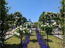 【神奈川県/横浜市中区山下町】グランドメゾン山下公園 