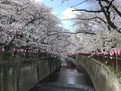 【東京都/目黒区上目黒】ザ・パークハウス諏訪山 目黒川（現地より約400m）