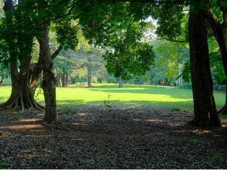 砧公園