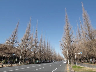 明治神宮外苑