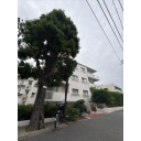 パシフィック魚籃坂