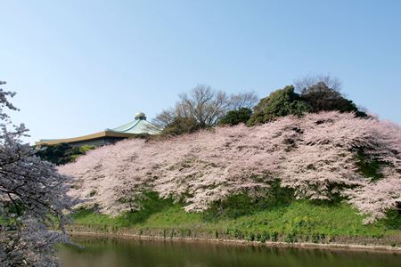 千鳥ケ淵緑道から見た日本武道館付近の桜