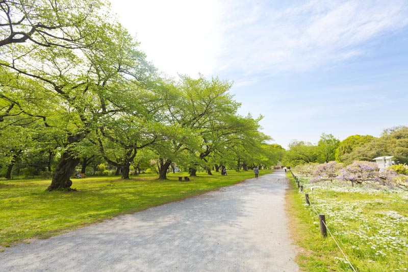 広大で豊かな緑を感じられる「小石川植物園」