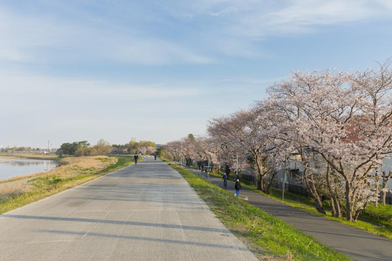 多摩川沿いの桜並木