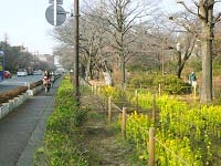 国立駅前の大学通りの写真